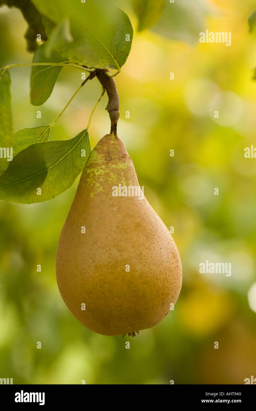 pear hanging on a peartree in an  orchard Stock Photo