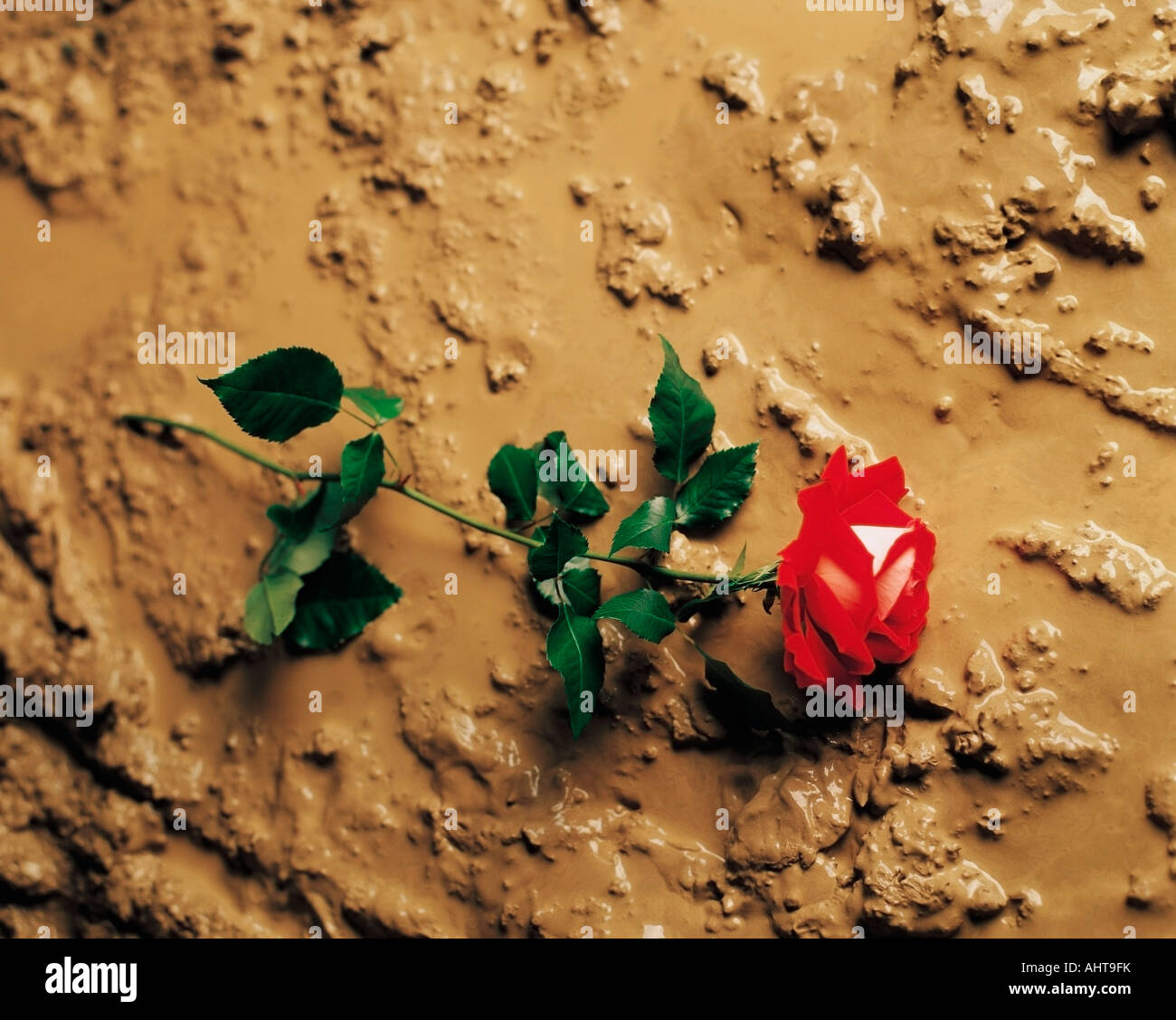 Red rose on the muddy ground Stock Photo
