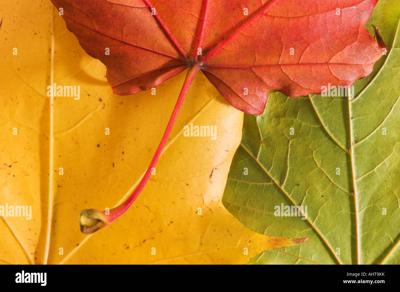 Arrangment of Autumn Leaves Stock Photo