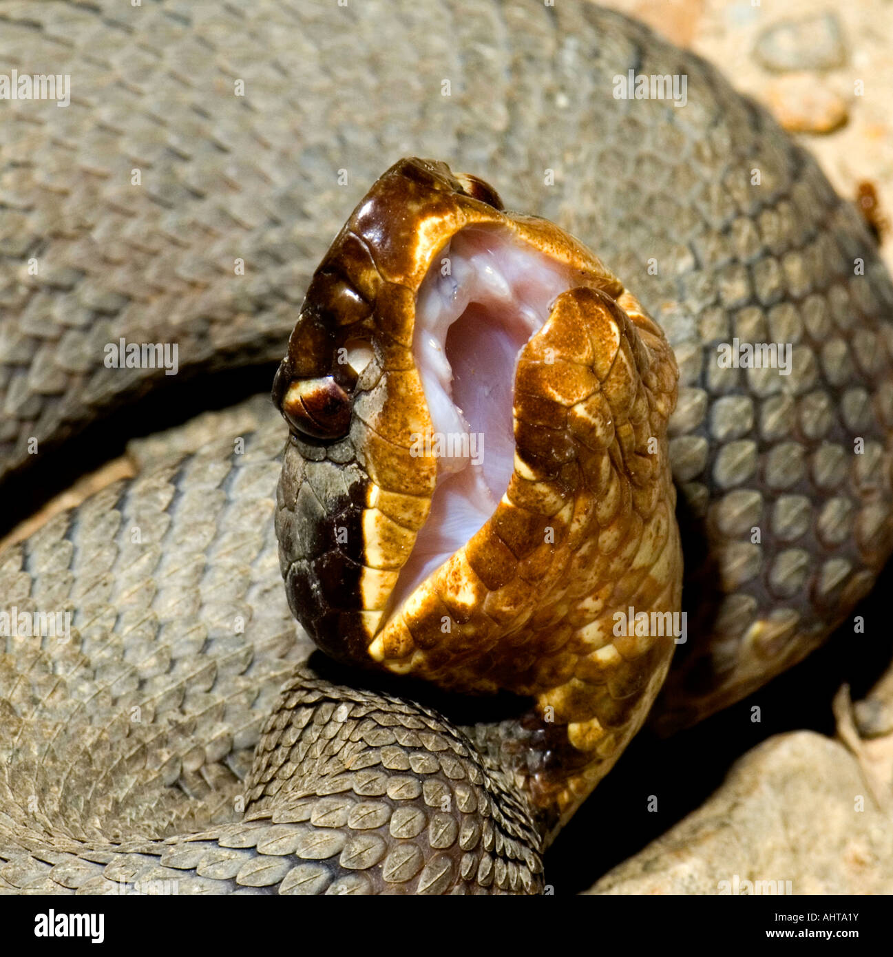 Cottonmouth Jack High Resolution Stock Photography and Images Alamy