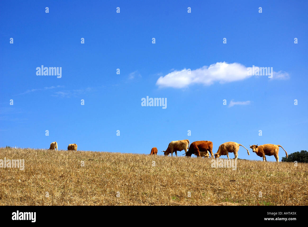 Cows Graze In The Dry Field Stock Photo - Alamy