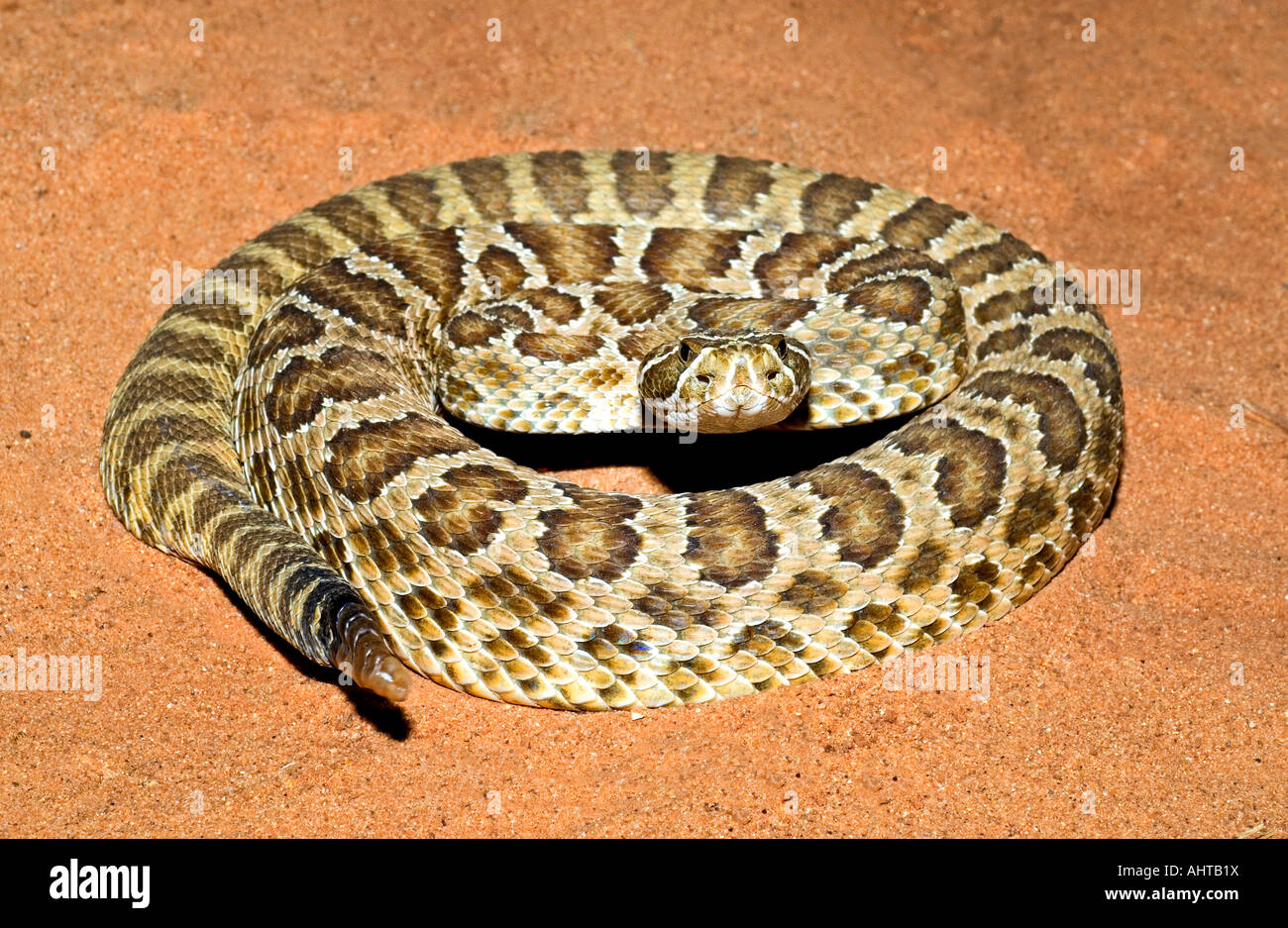 Coil Design High Resolution Stock Photography and Images Alamy