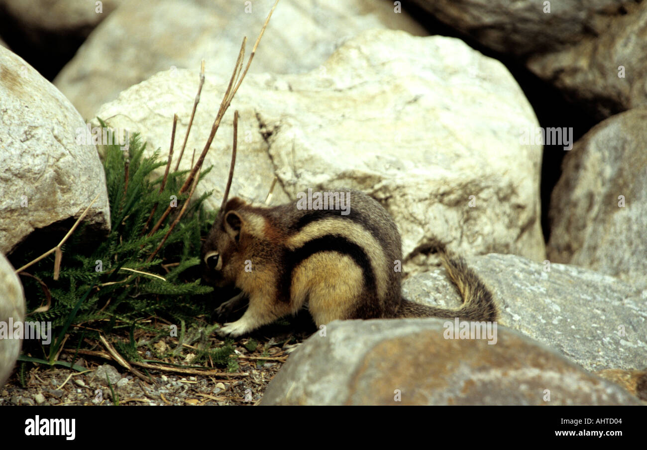 Alberta CANADA June Golden Mantled Squirrel Citellus lateralis a ground