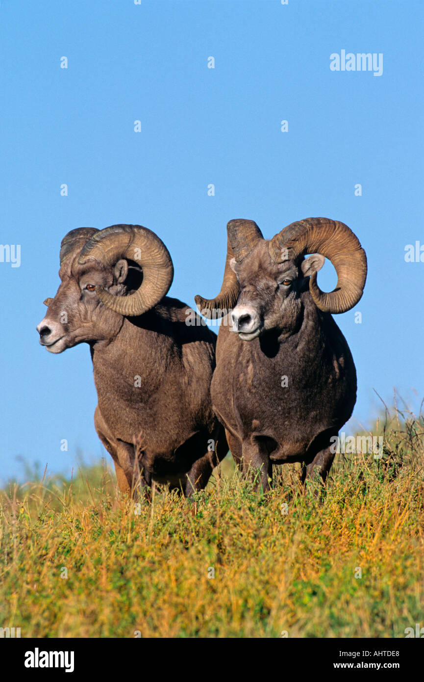 Two big horn sheep rams standing side by side hires stock photography