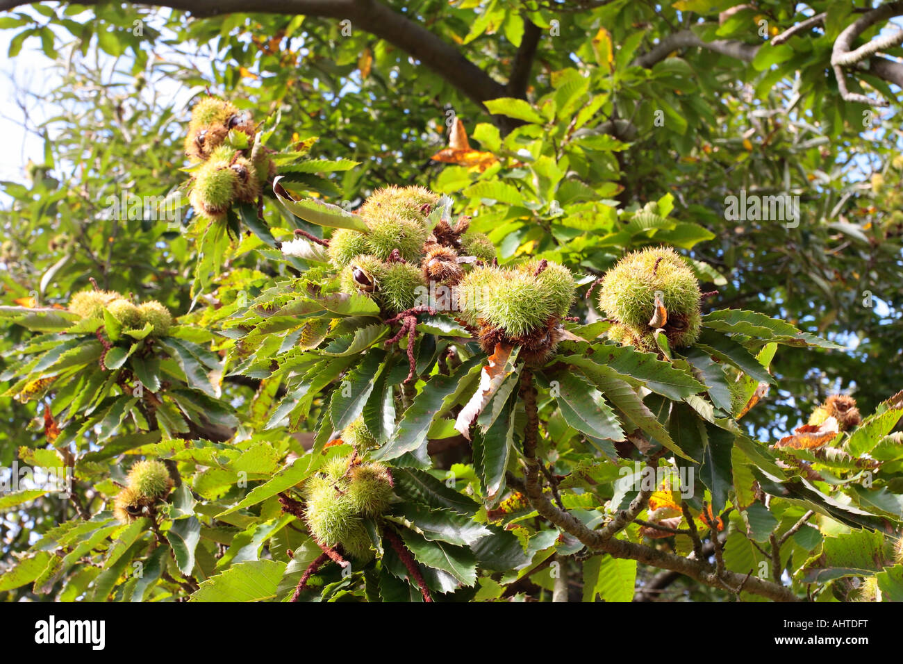 Kastanye Castanea sativa fruits hi-res stock photography and images - Alamy