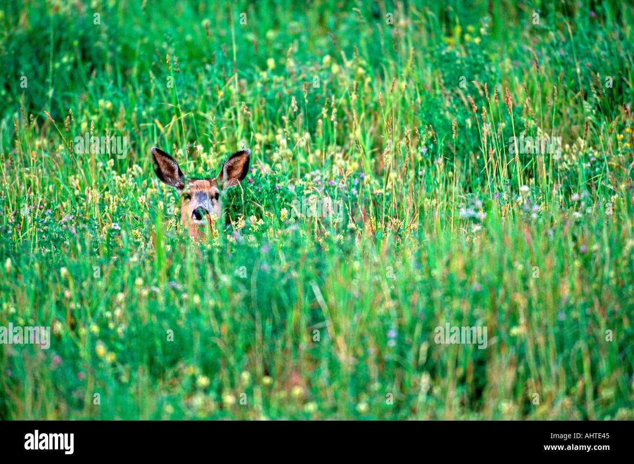 Mule Deer fawn Stock Photo