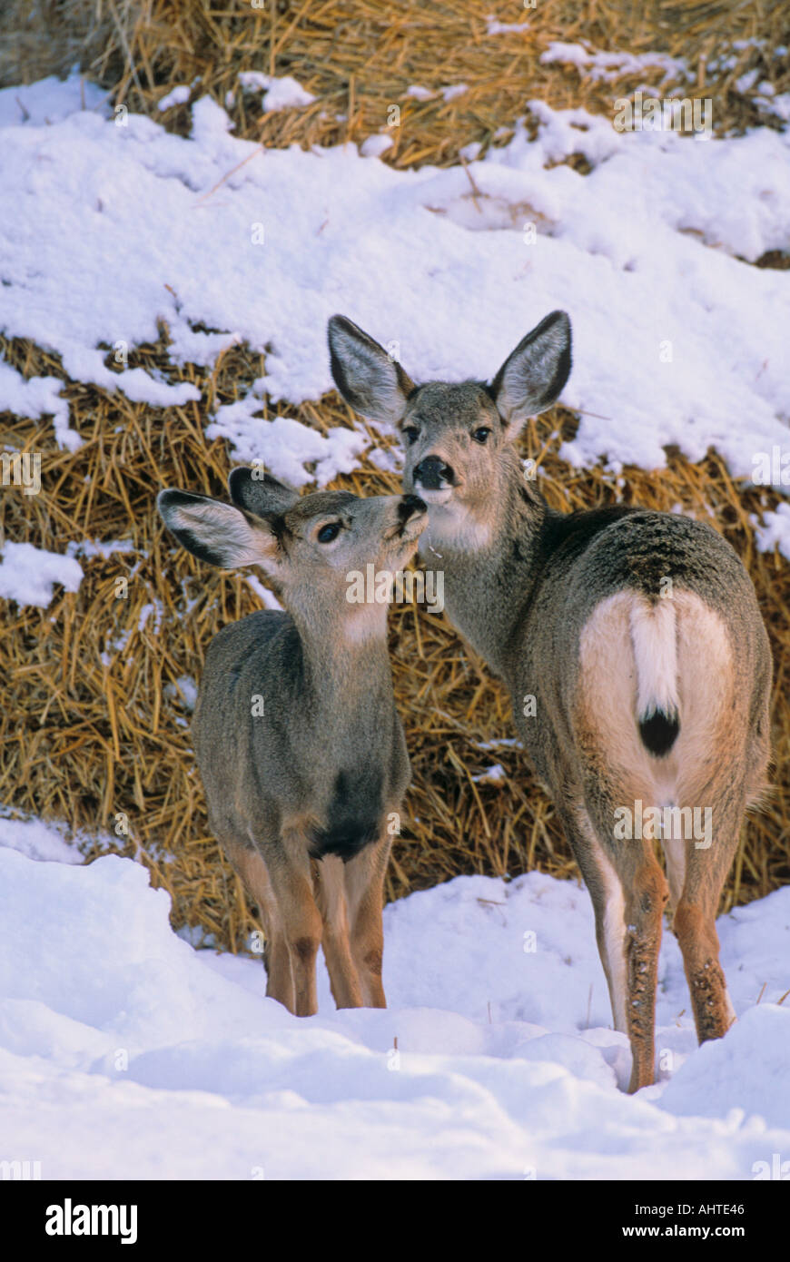 Mule Deer mother and fawn Stock Photo