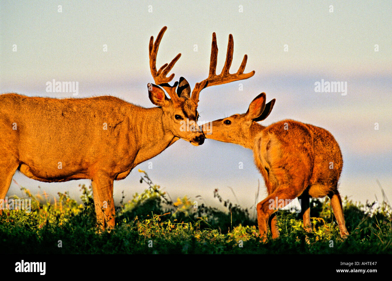A male and female mule deer Stock Photo