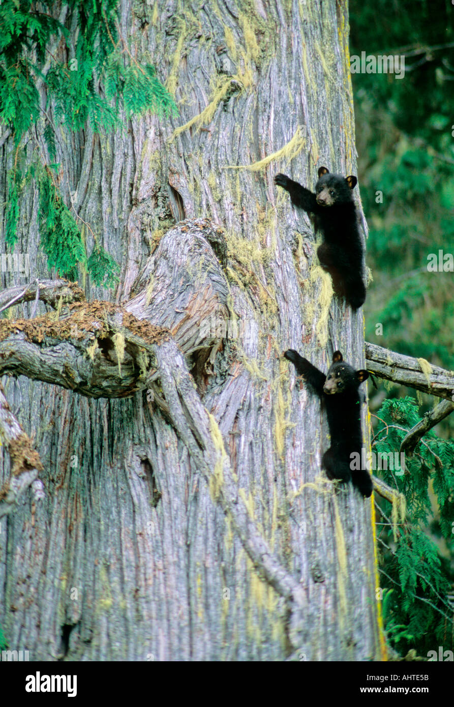 Black Bear Cubs 12 Stock Photo