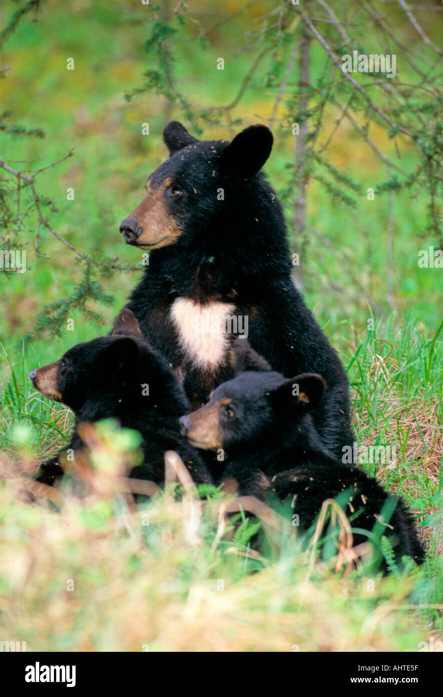 Black Bear Mother and Cubs 18 Stock Photo - Alamy