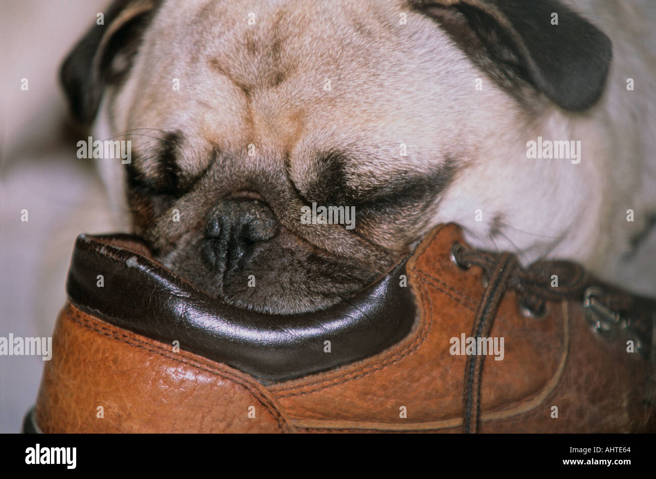 Disegni di Snoopy da colorare - Coloringlib.Com, image size:1300x950