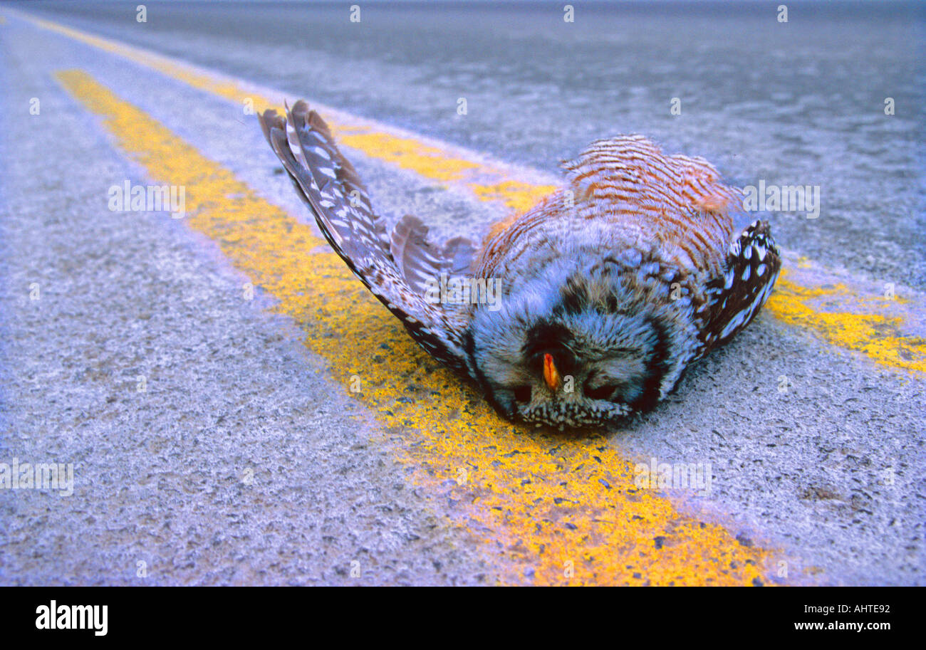 Road Killed Owl Stock Photo