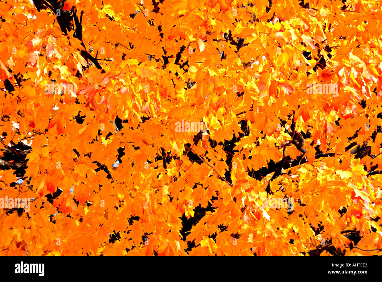 One red sugar maple leaf hi-res stock photography and images - Alamy