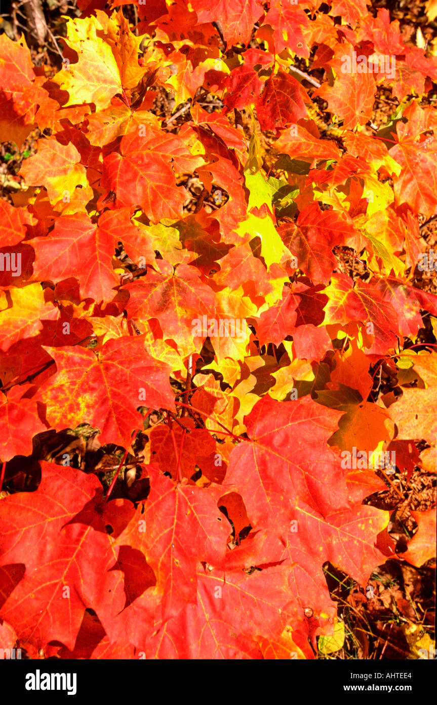 One red sugar maple leaf hi-res stock photography and images - Alamy