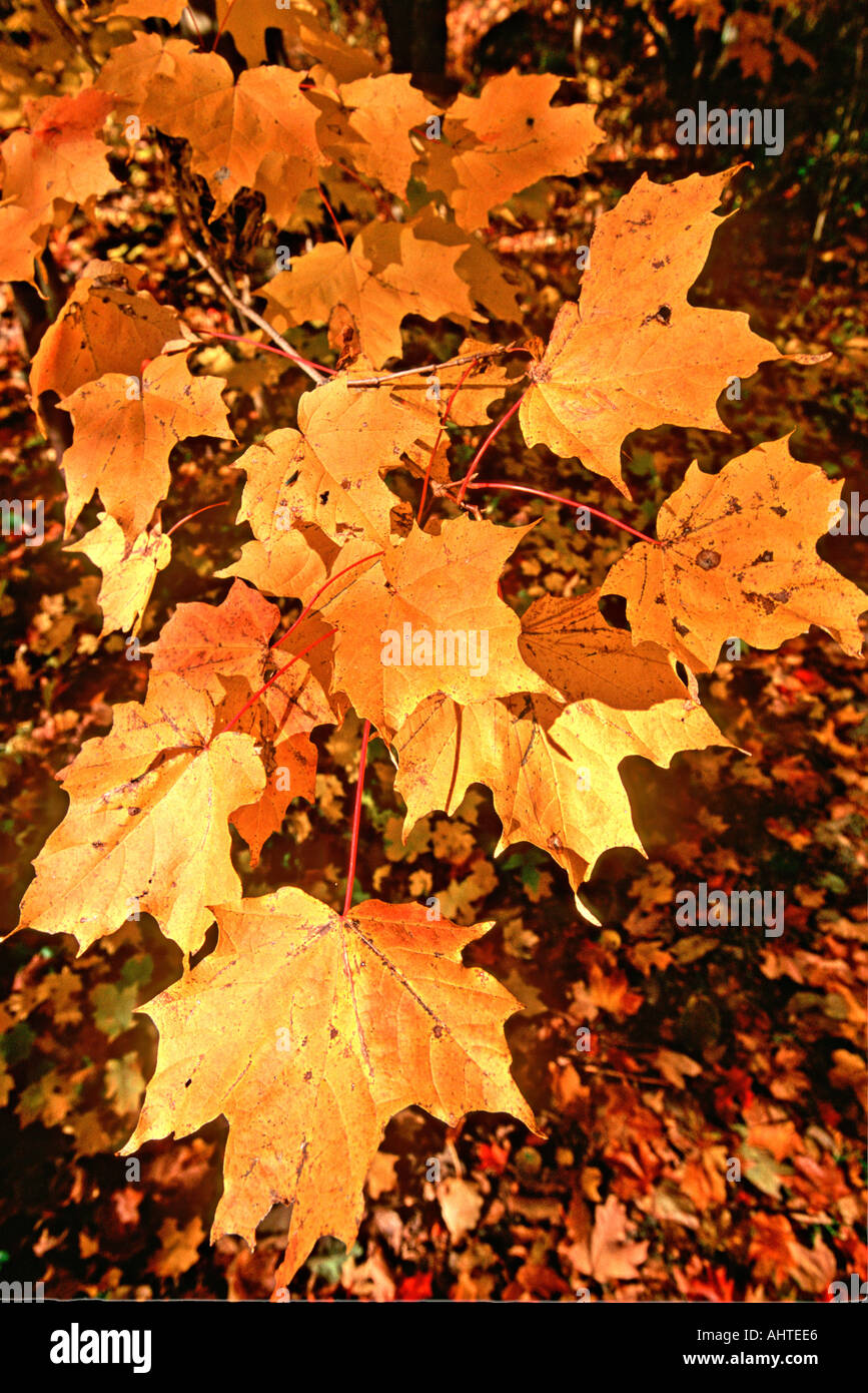 One red sugar maple leaf hi-res stock photography and images - Alamy