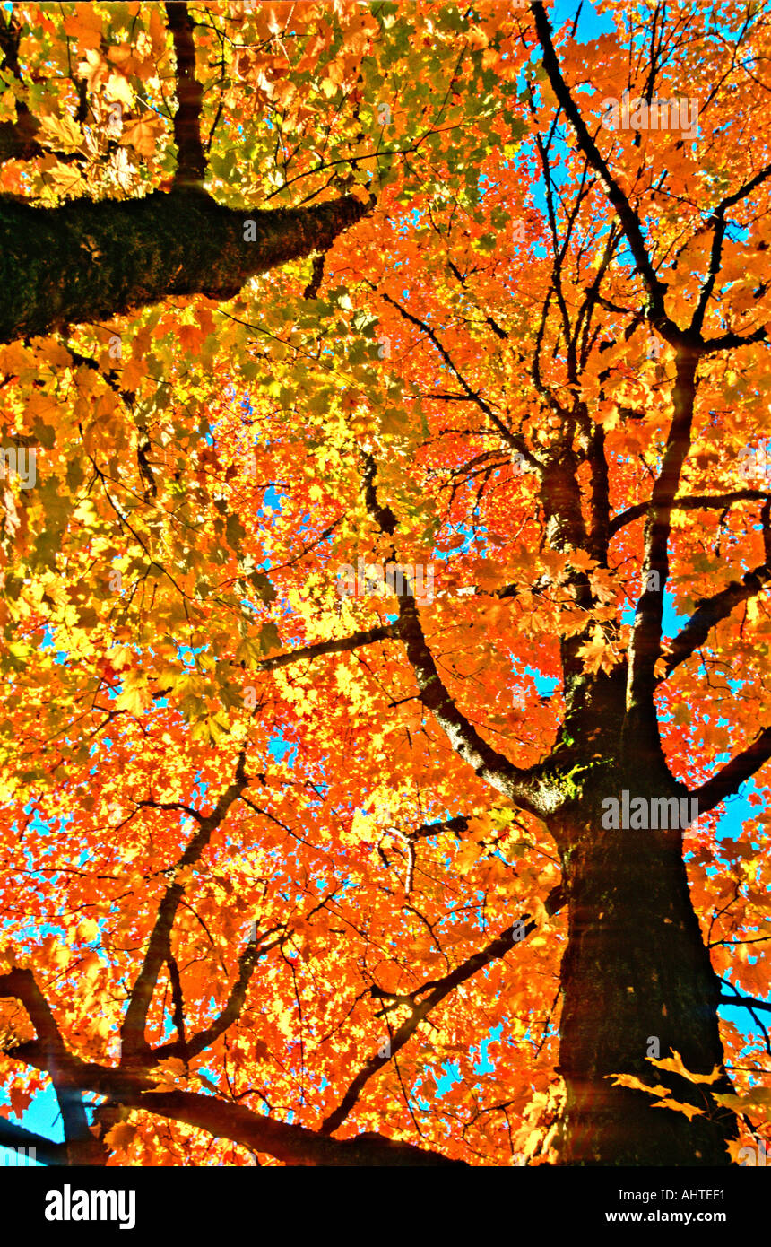 Maple Tree autumn colors 4 Stock Photo - Alamy
