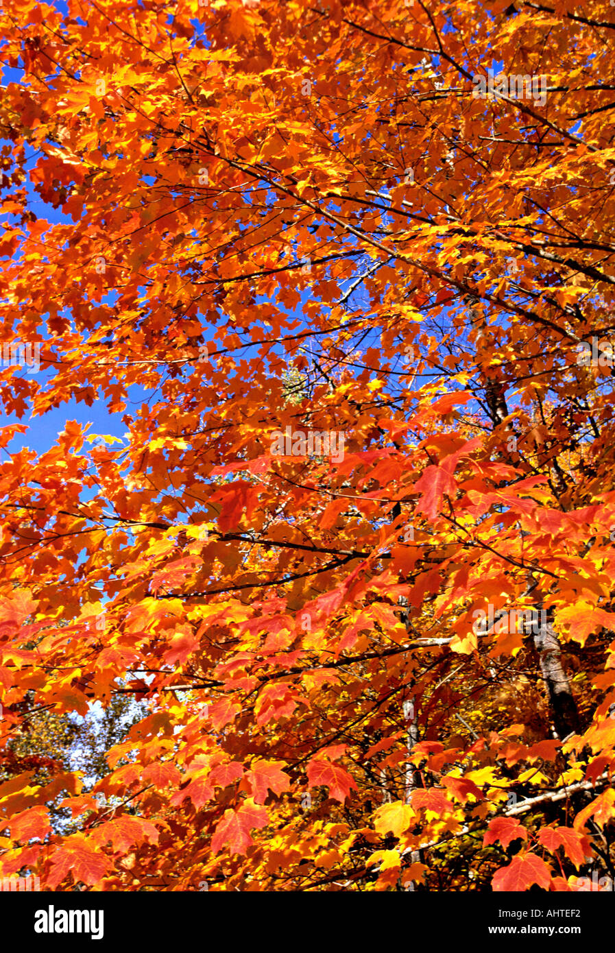 Maple Tree fall colors 4 Stock Photo - Alamy