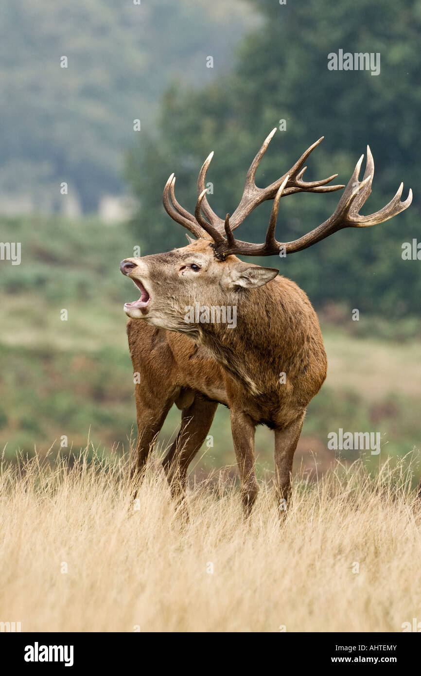 Red deer Cervus elaphus stag with hinds roaring in the rutting season Richmond park London Stock Photo