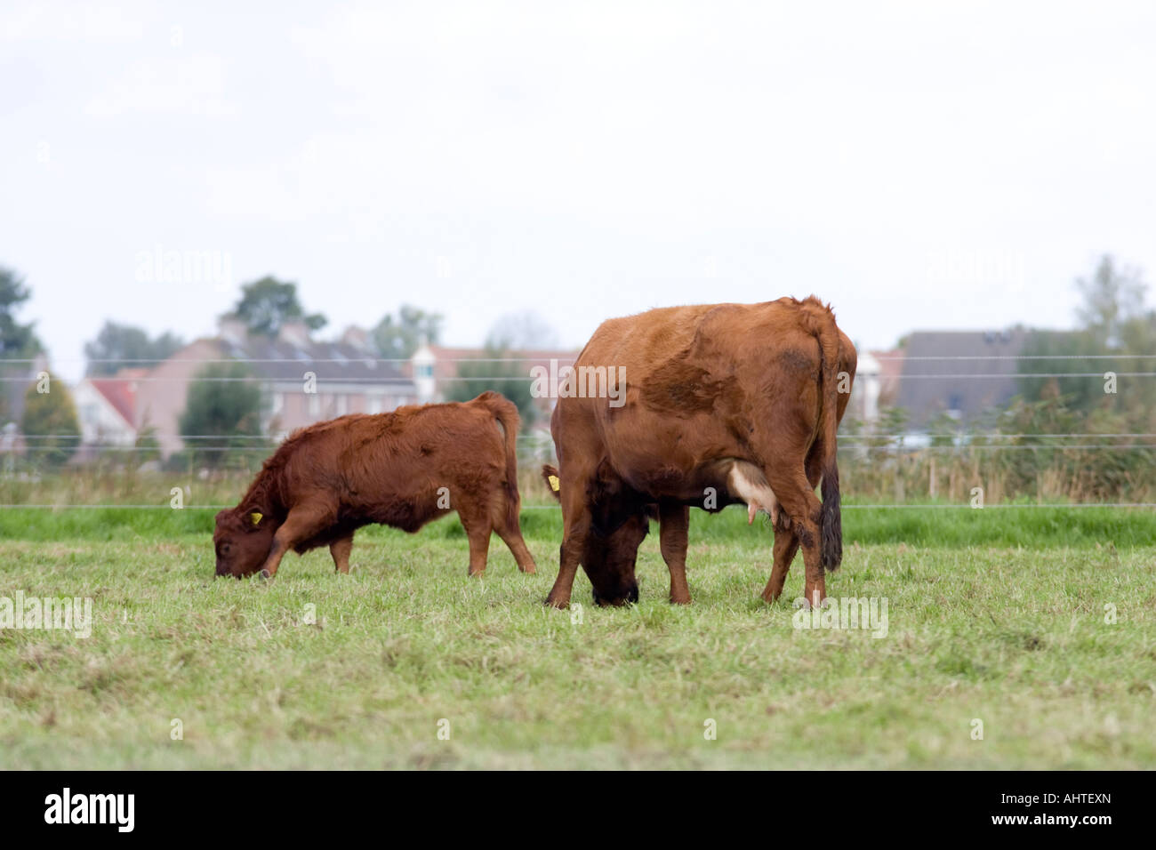Dexter miniature cattle Stock Photo