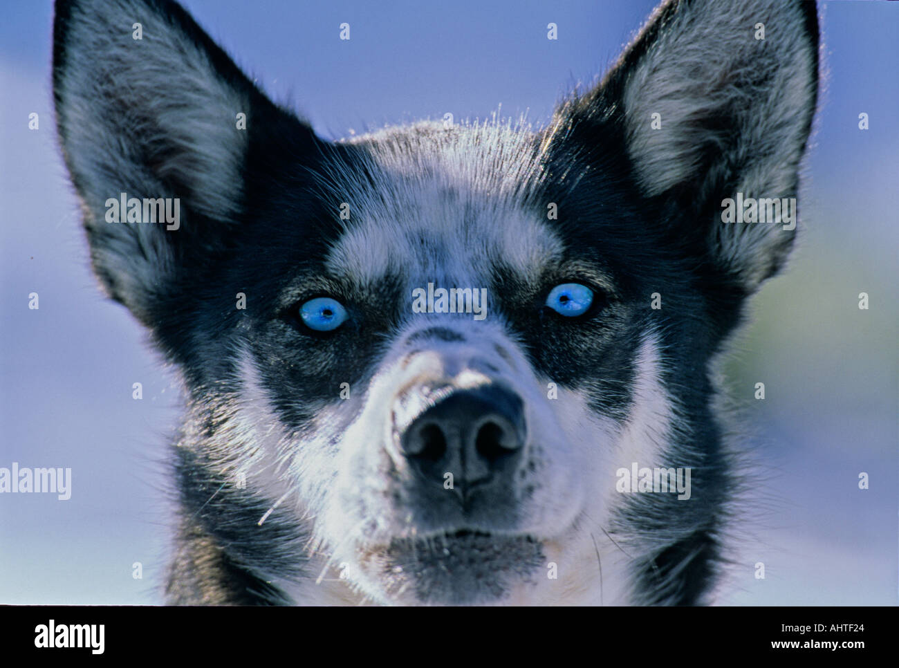 Blue Eyed Alaskan Husky Dog Stock Photo