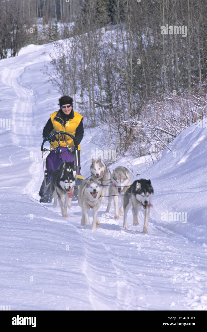 Musher on the trail Stock Photo