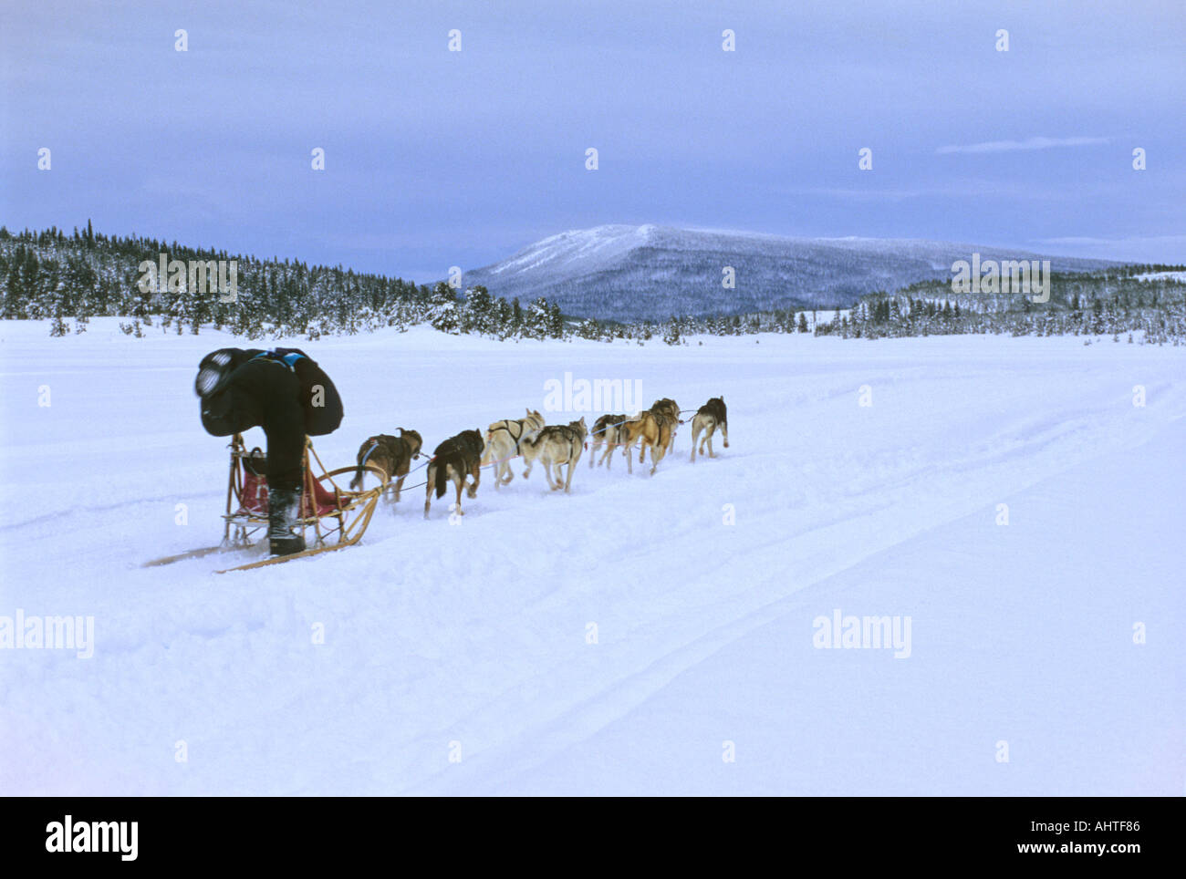 Mushing Home Stock Photo