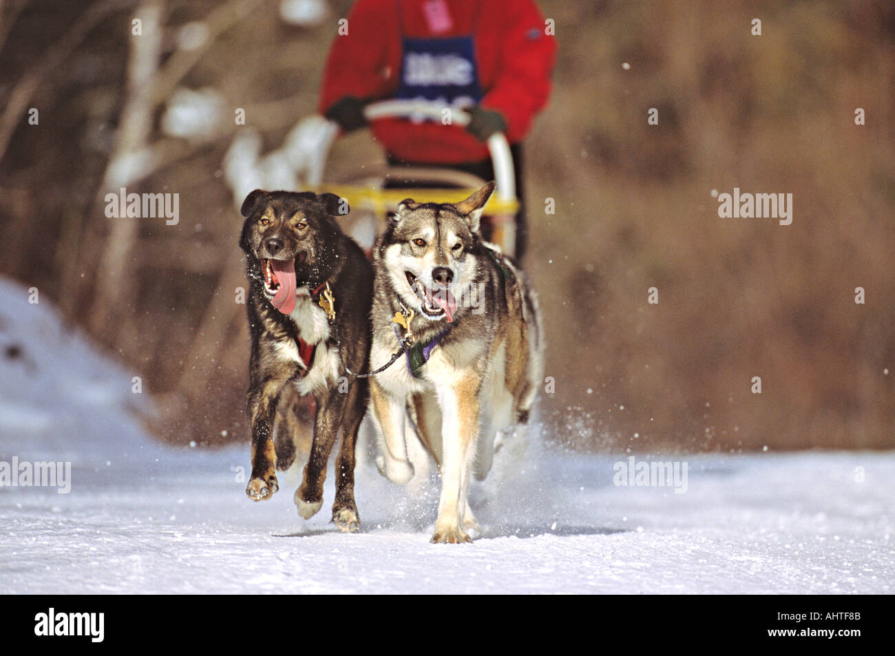 Racing Alaskin Huskies 1 Stock Photo