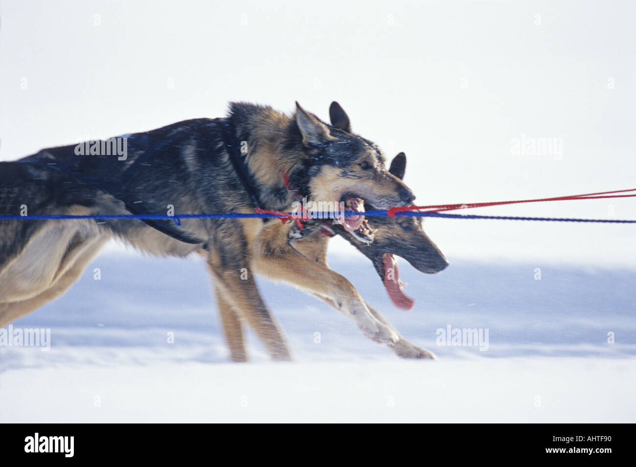 Racing Alaskan Huskies 3 Stock Photo