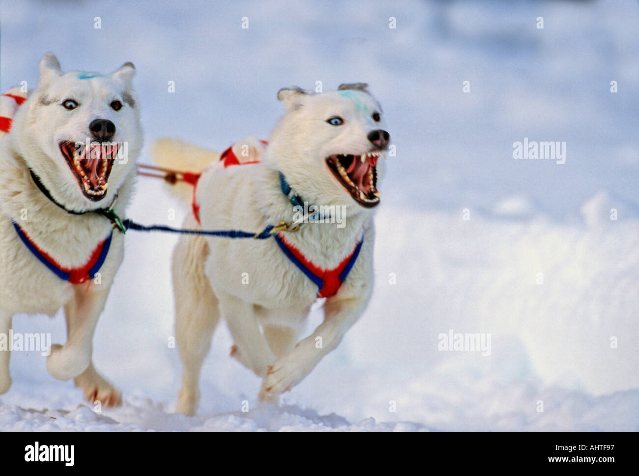 Racing Alaskan Huskies 5 Stock Photo