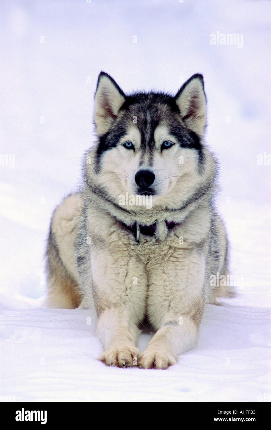 Siberian Husky Dog Stock Photo