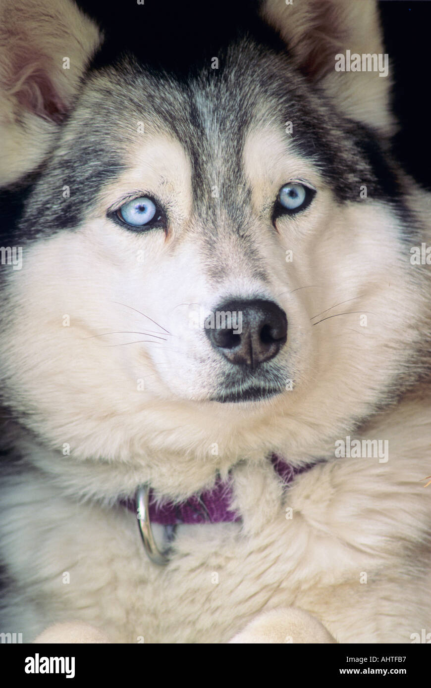 Siberian Husky 4 Stock Photo