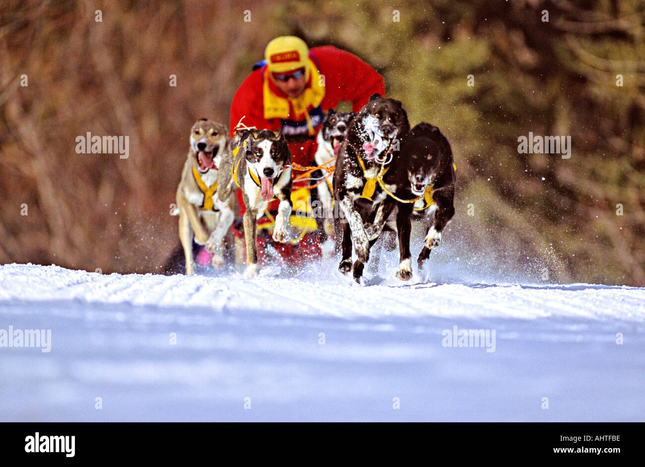 Sled Dog Racer 1 Stock Photo