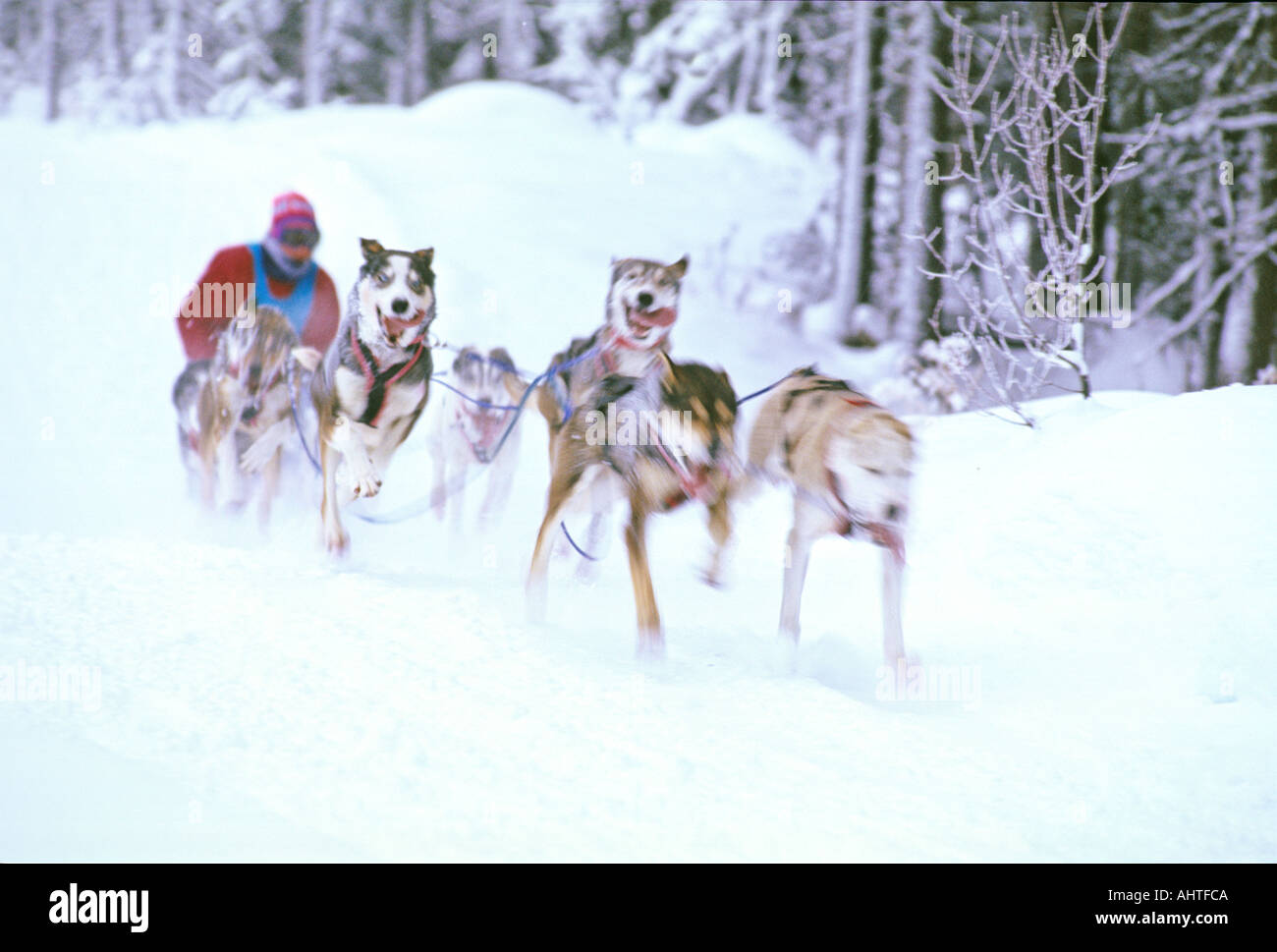 Sled Dog Racer 4 Stock Photo