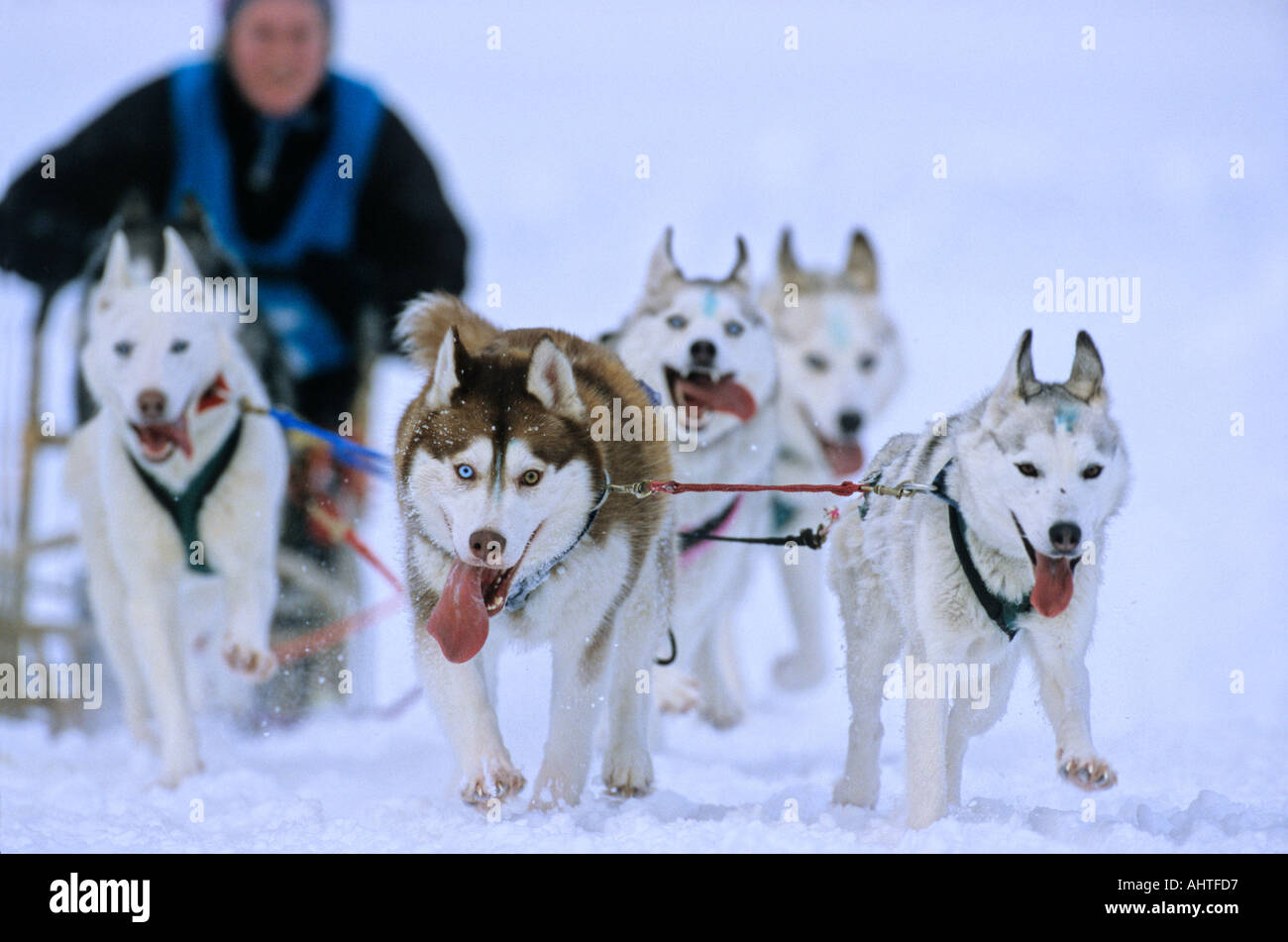 Sled Dog Racer 9 Stock Photo