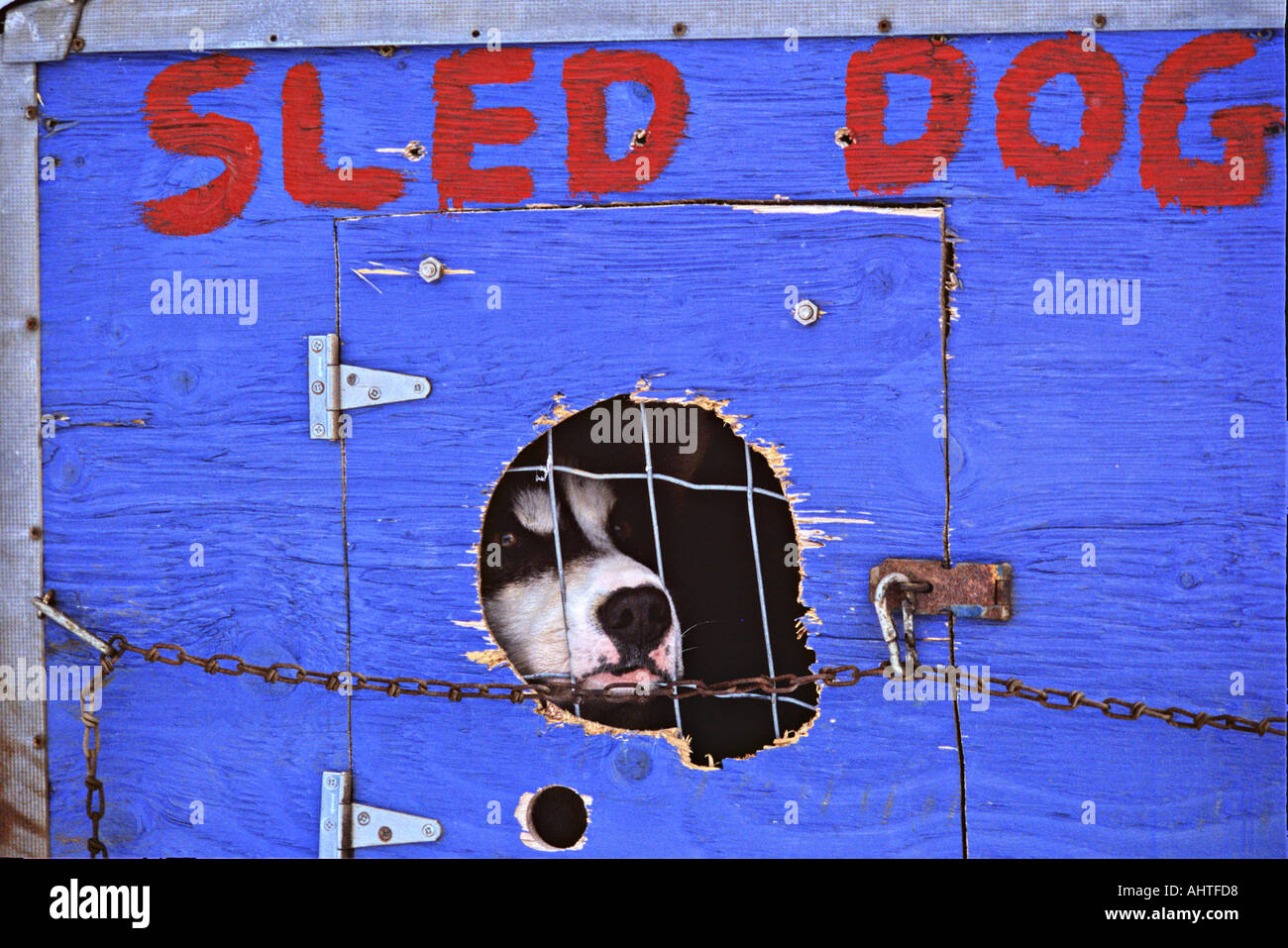 Sled Dog in a box Stock Photo