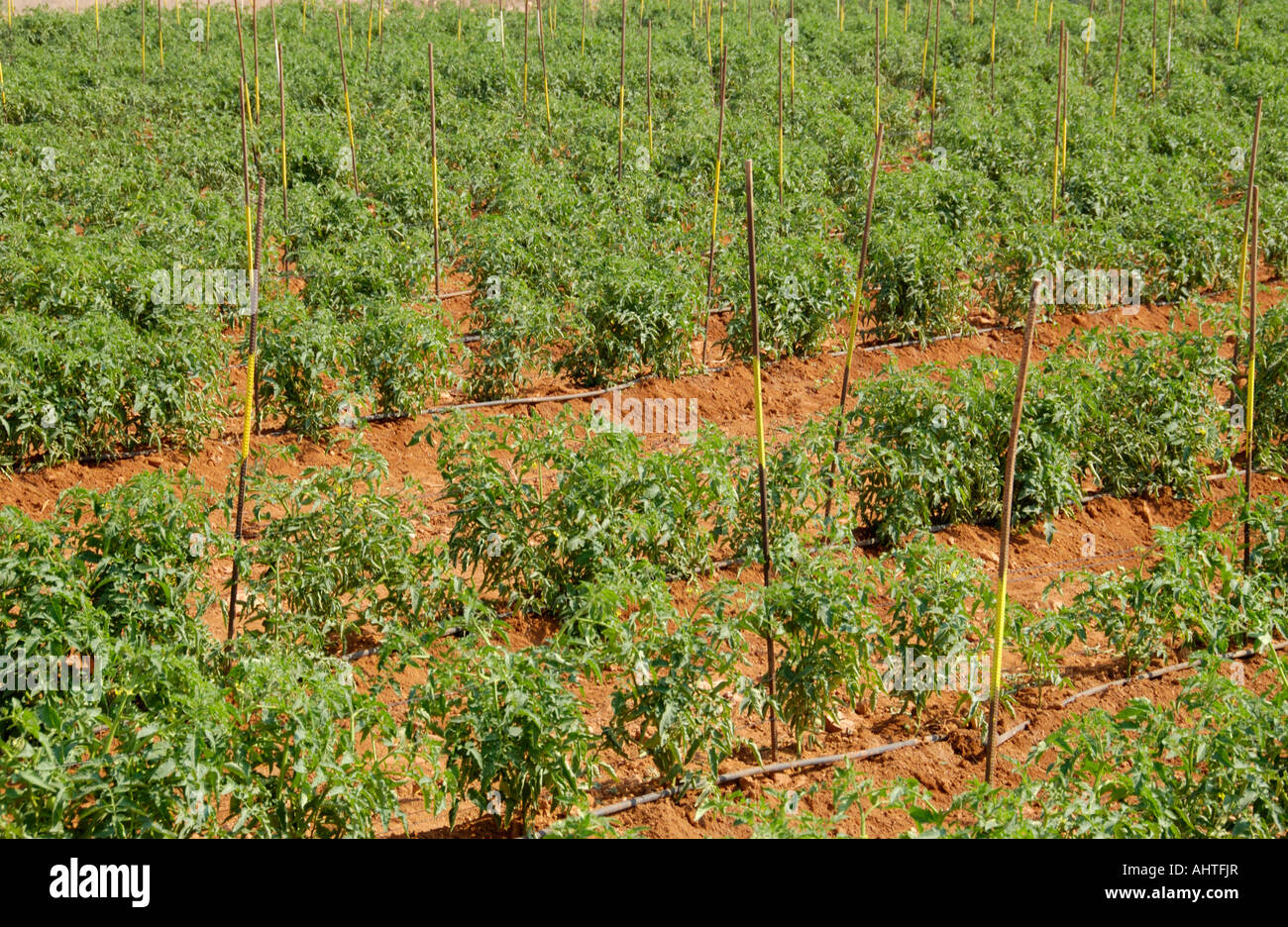 Cyprus Crops Crop growing on farmland near Ayia Napa on the Mediterranean island of ...