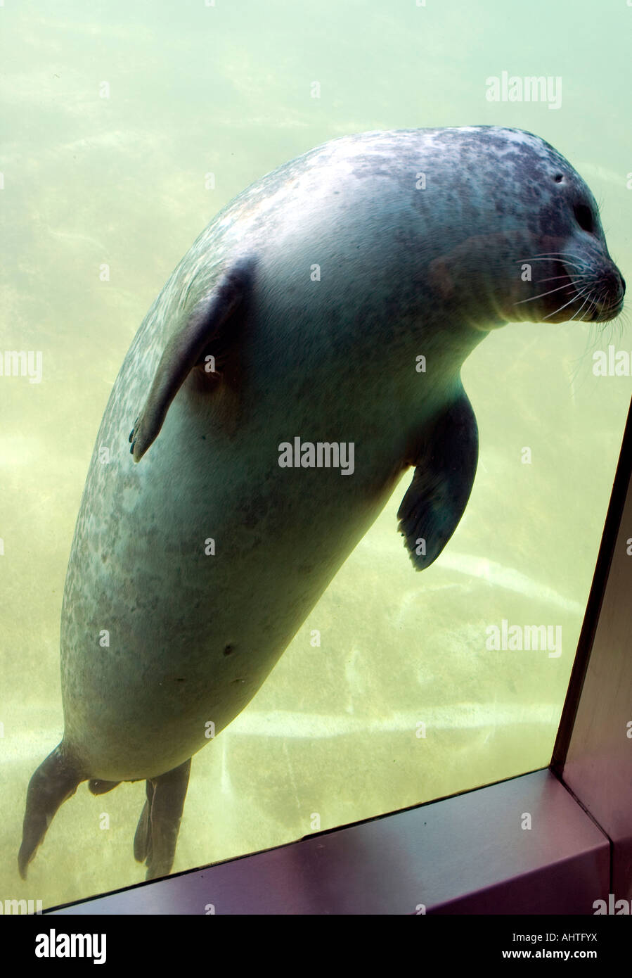 Seal in an Aquarium Stock Photo Alamy
