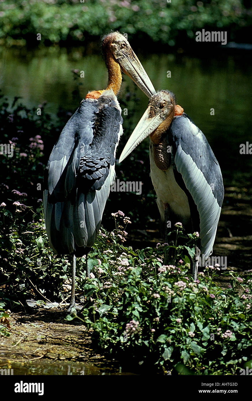 SNA71988 Adjutant Stork Leptoptilos dubius Bharatpur bird sanctuary Rajasthan India Stock Photo