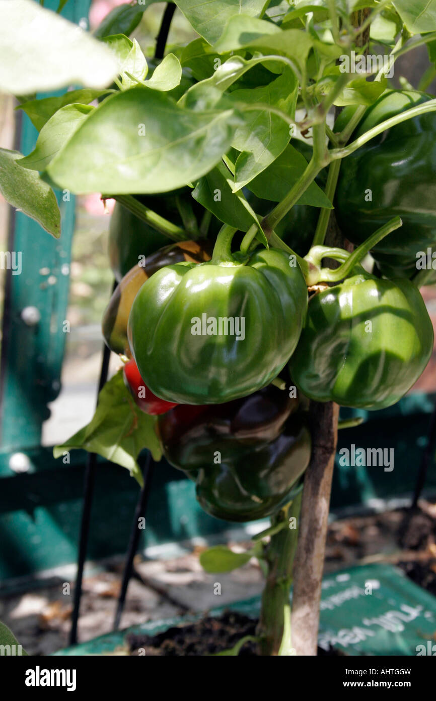 HORTICULTURE. SWEET GREEN BELL PEPPERS GROWING IN A GROWBAG. Stock Photo