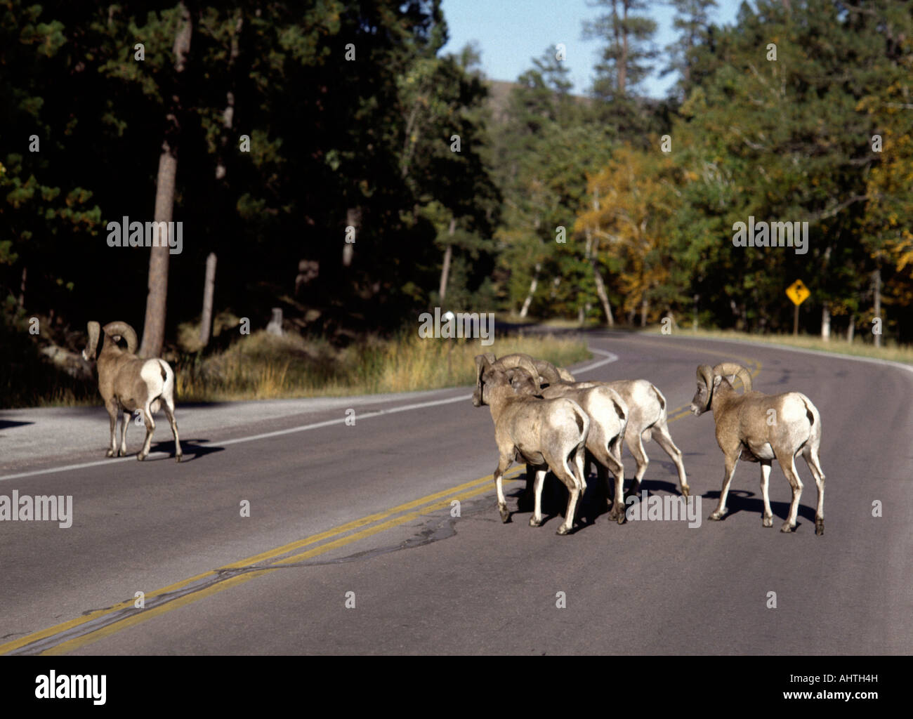 Wild bighorn male sheep crossing the highway though custer state park south dakota Stock Photo