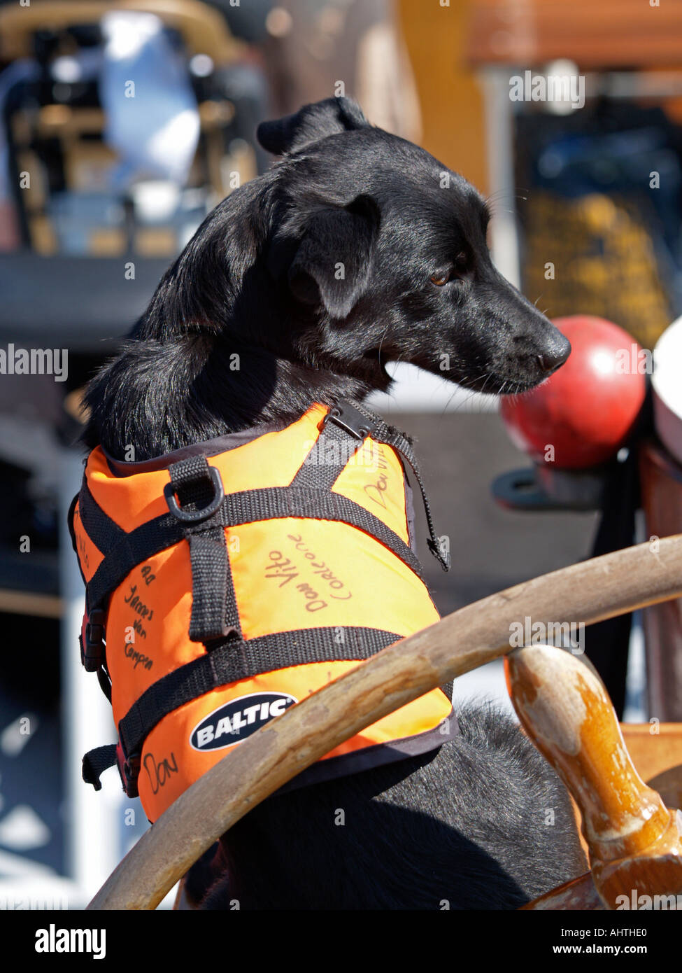 Don Vito the ships dog of the Dutch tall ship Jannes van Campen has his own lifejacket Amsterdam the Netherlands Stock Photo