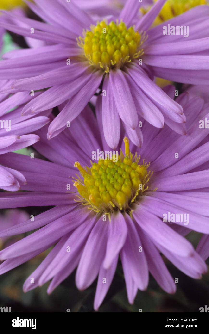 Aster dumosus. (Bushy aster) Close up of small lilac and yellow flowers. Stock Photo