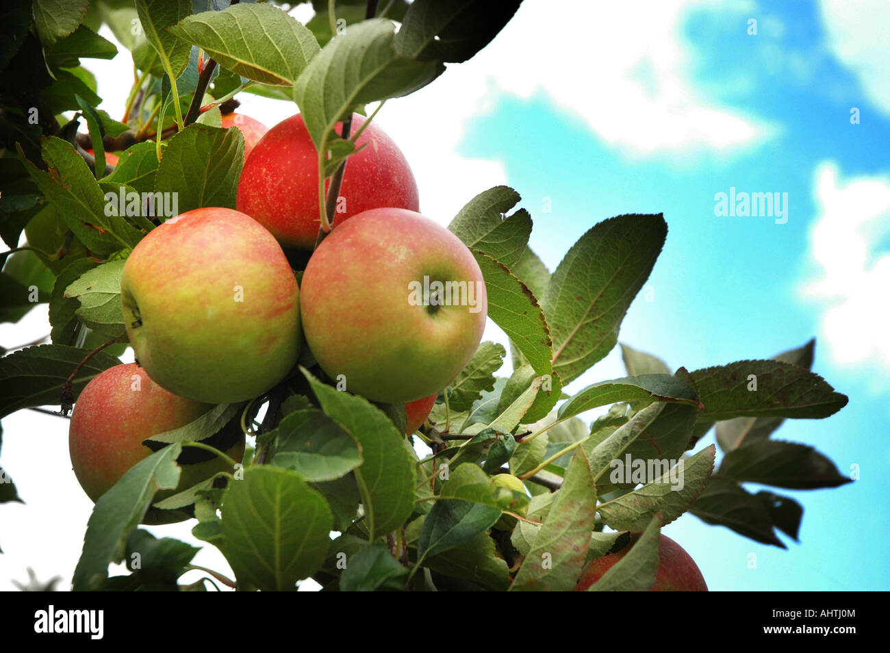 jonagold apples on orchard tree under blue skies Stock Photo Alamy