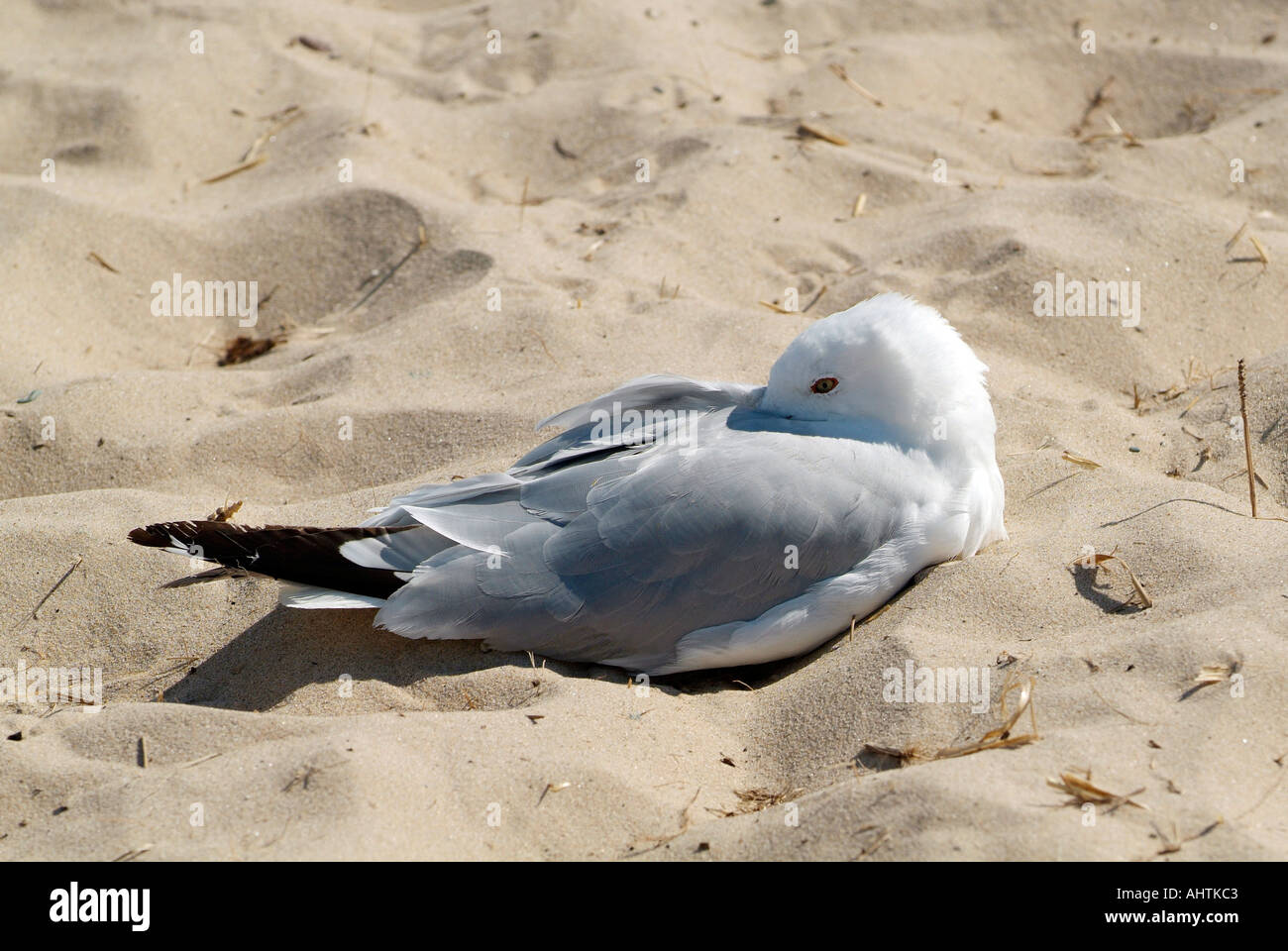 seagull sleeping in sand on a beach Stock Photo - Alamy