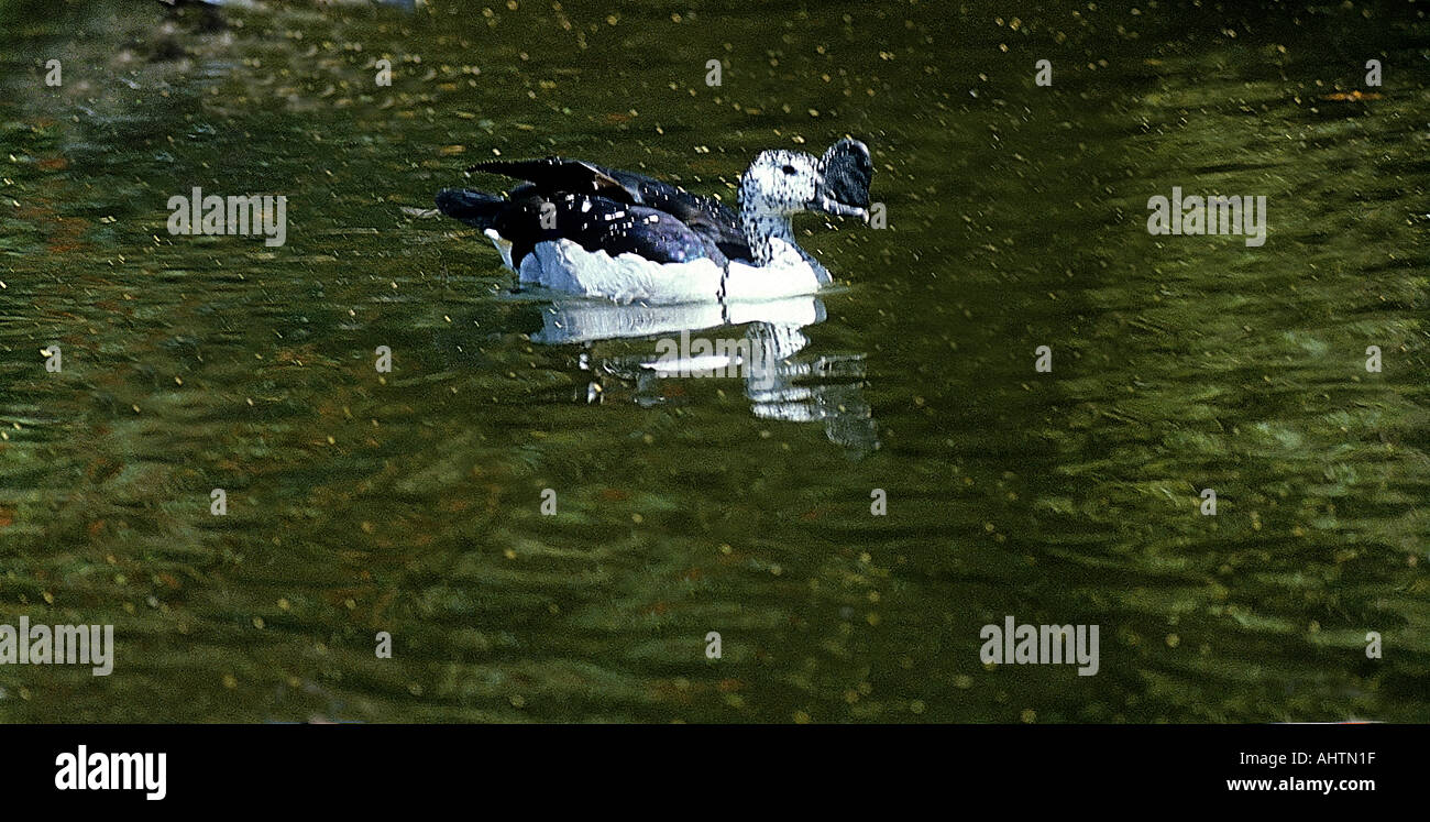 SNA71979 Comb Duck or Nakta sarkidiornis melanotas Bharatpur bird sanctuary Rajasthan India Stock Photo