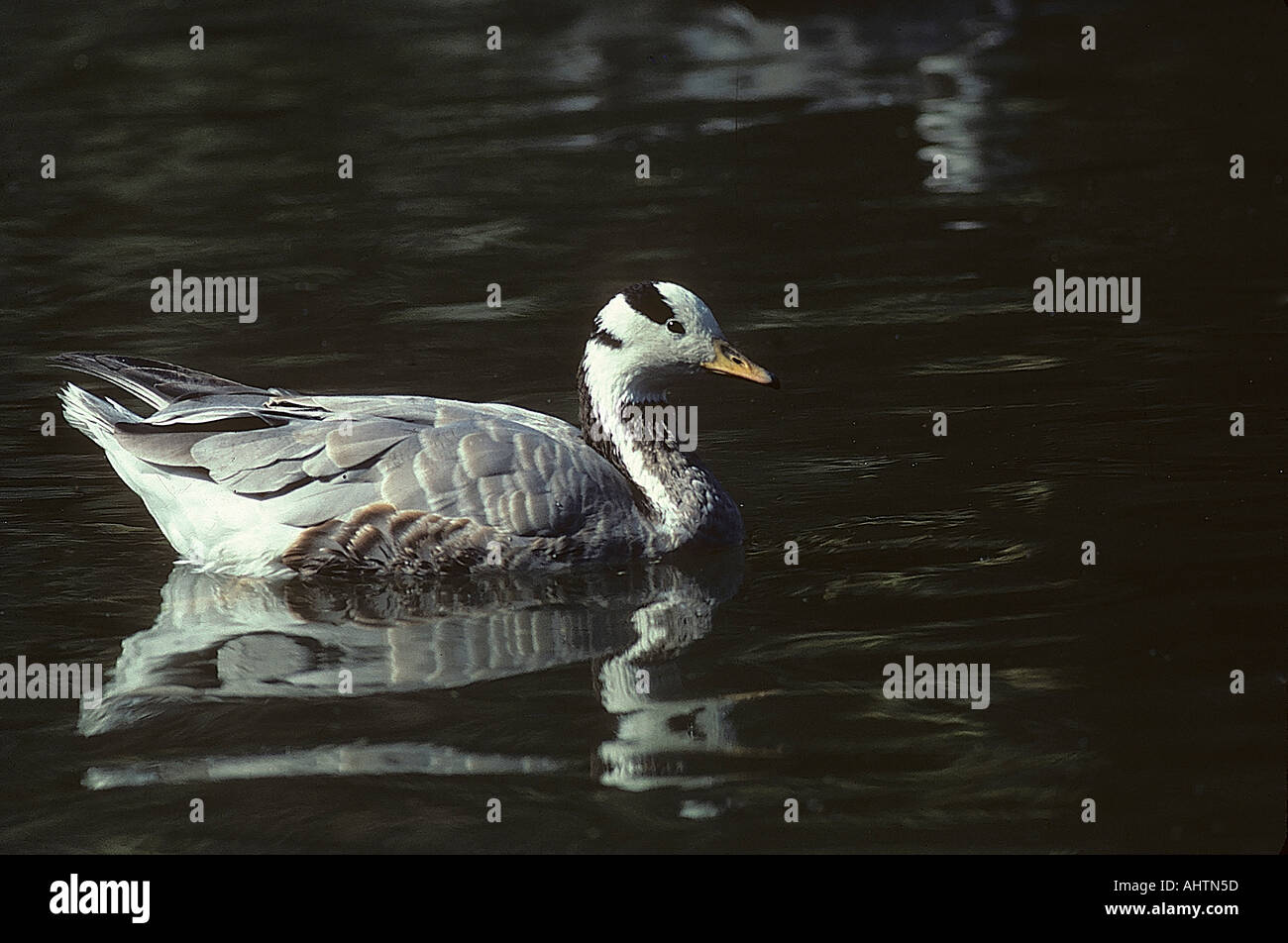 Bird wildlife black white goose hi-res stock photography and images - Alamy