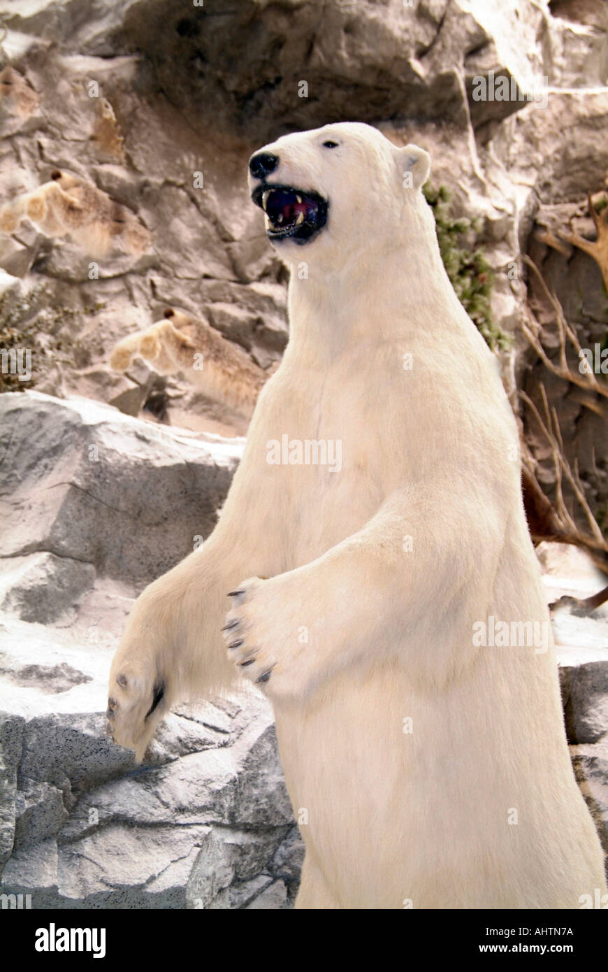 Common polar bear hi-res stock photography and images - Alamy