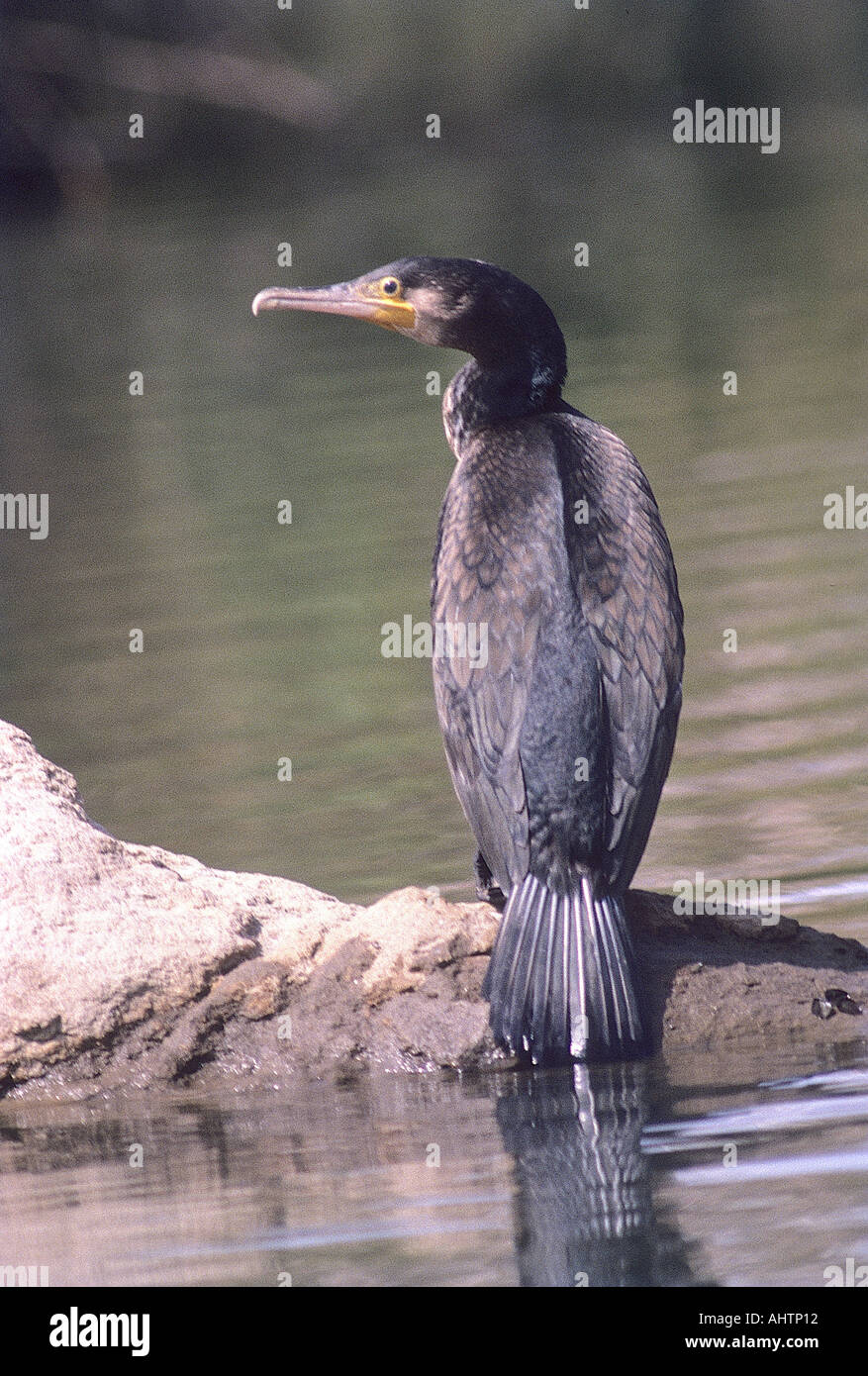 SNA71951 Great Cormorant Phalacrocorax carbo Ranganthitoo Bird Sanctuary Karnataka India Stock Photo