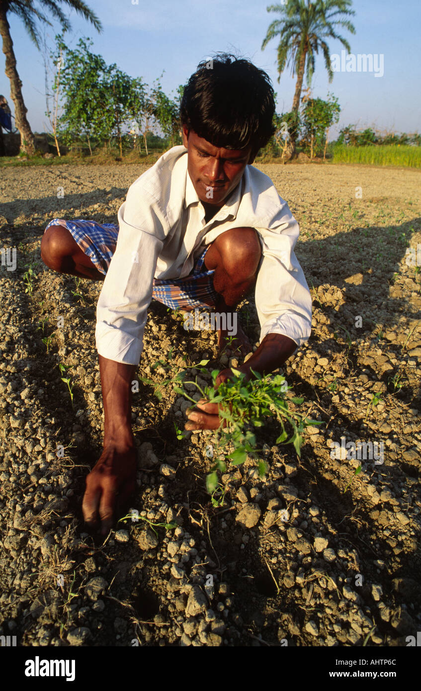 Farmworker planting spinach seedlings.Sandwip Island, Bay of Bengal, Bangladesh Stock Photo