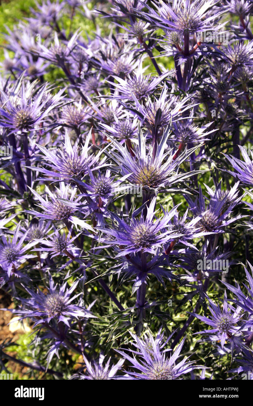 ERYNGIUM TRIPARTITUM. ERYNGO. SEA HOLLY. APIACEAE UMBELLIFERAE Stock Photo Alamy